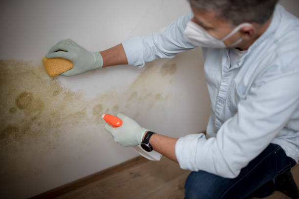 Best Attic Mold Removal  in Sunnyvale, CA